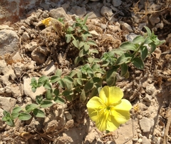 Oenothera drummondii
