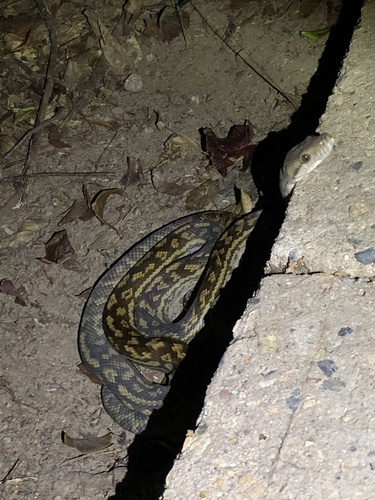 Australian Scrub Python sighting