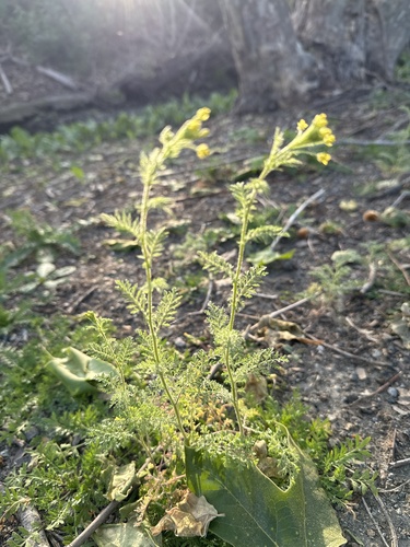 iNaturalist observation photo of Western Tansymustard