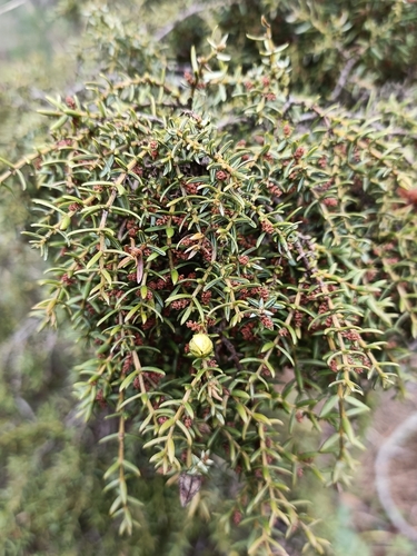 Portuguese prickly juniper (Juniperus navicularis)