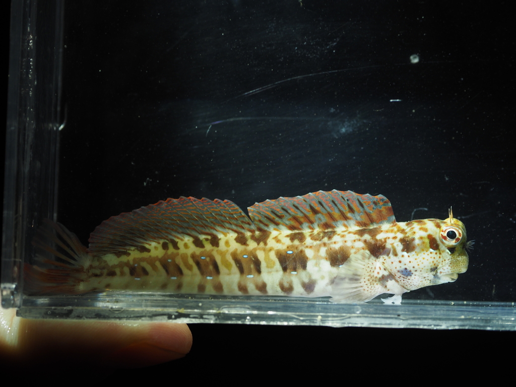 Blue-dashed rockskipper (Blenniella periophthalmus) — Blenniidae