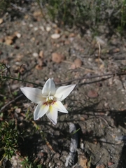 Gladiolus trichonemifolius