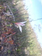Gladiolus trichonemifolius
