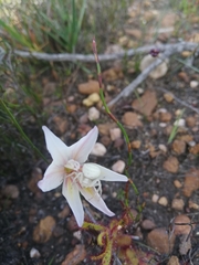 Gladiolus trichonemifolius