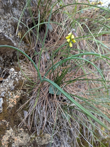 Image of Muscari macrocarpum by no rights reserved