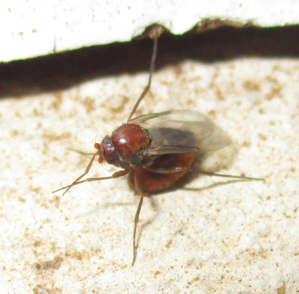 Aenigmatistes