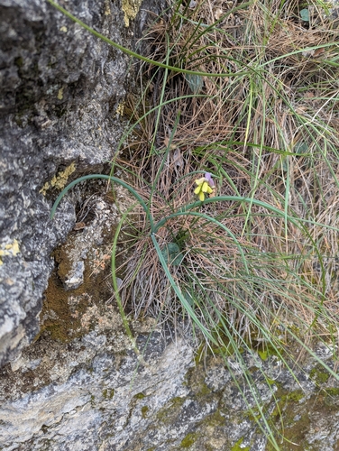 Image of Muscari macrocarpum by no rights reserved