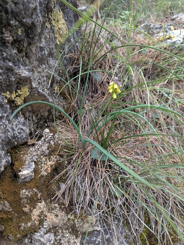 Image of Muscari macrocarpum by no rights reserved