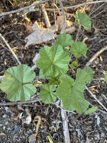 iNaturalist observation photo of cheeseweed mallow