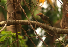 Psilopogon zeylanicus