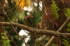 Psilopogon zeylanicus