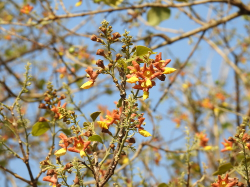 Gmelina arborea - Whole tree