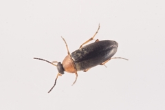 Anaspis regimbarti