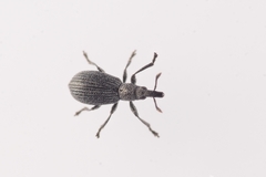 Perapion curtirostre