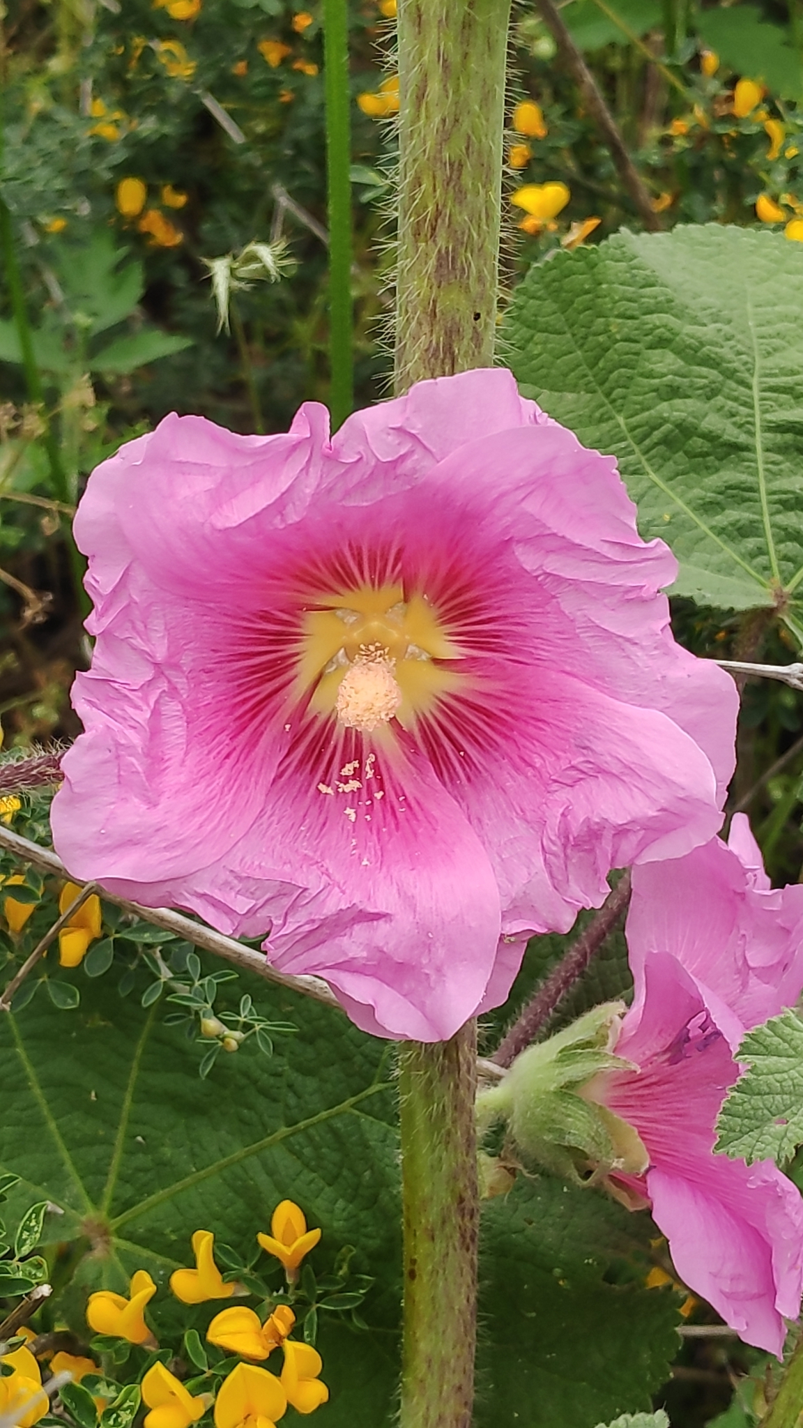 Imagem de Malva-rosa