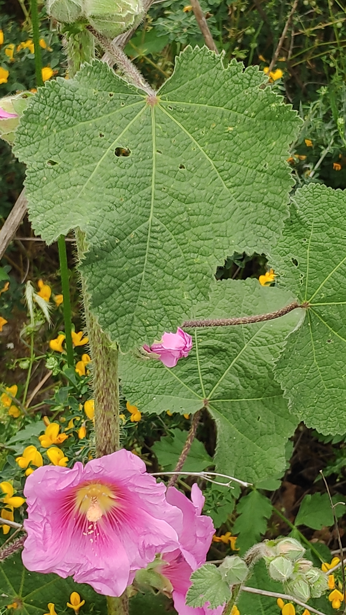 Imagem de Malva-rosa