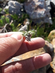 Amphithalea tomentosa