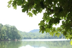 Acer saccharum