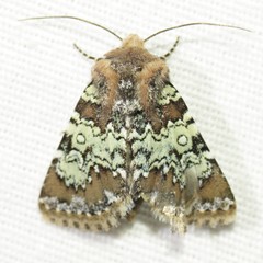 Hemibryomima chryselectra