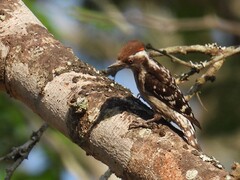 Brown-Capped Pygmy Woodpecker photo 3