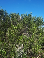 Erica brachialis