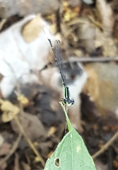 Leptobasis melinogaster