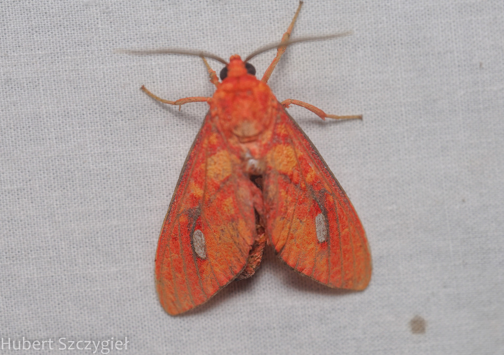 Ernassa skinnerorum