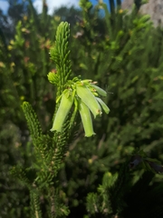 Erica brachialis