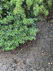 Rhizophora apiculata