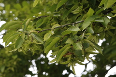 Carpinus betulus