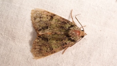 Polyphaenis sericata