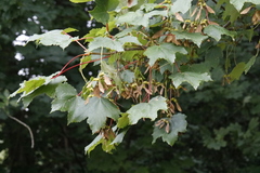 Acer pseudoplatanus