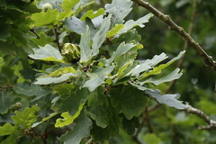 Quercus robur