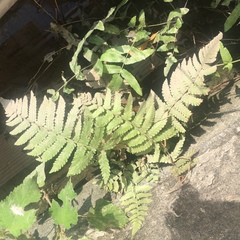 Christella parasitica