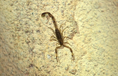 Isometrus thurstoni