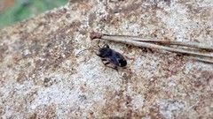 Eremocoris fenestratus