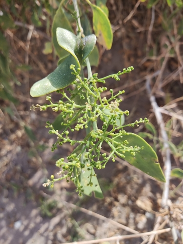 Image of Salvadora persica by no rights reserved