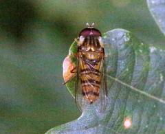 Episyrphus balteatus