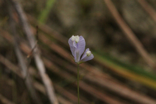 Burmannia coelestis