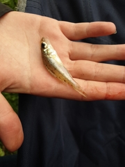 Gymnocephalus cernua