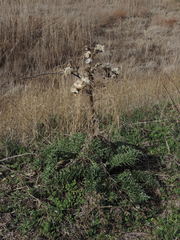 Cynara cardunculus cardunculus