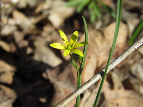 Image of Gagea pusilla by (c) Tim, some rights reserved (CC BY)