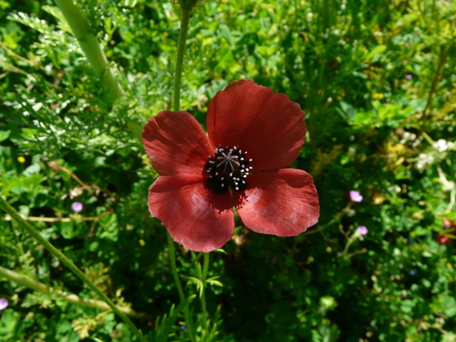 Image of Rough Poppy (Roemeria sicula) by (c) Cristina Olivares Collado, some rights reserved (CC BY)