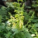 Salvia glutinosa - Photo (c) attiladashuhn, algunos derechos reservados (CC BY-NC), uploaded by attiladashuhn