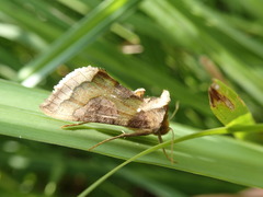 Diachrysia chrysitis