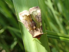 Diachrysia chrysitis