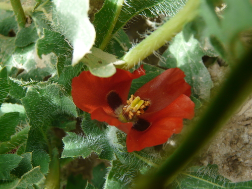 Image of Glaucium corniculatum by (c) Cristina Olivares Collado, some rights reserved (CC BY)