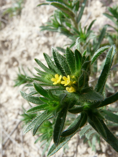 Image of Neatostema apulum by (c) Cristina Olivares Collado, some rights reserved (CC BY)