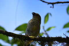Camarhynchus parvulus