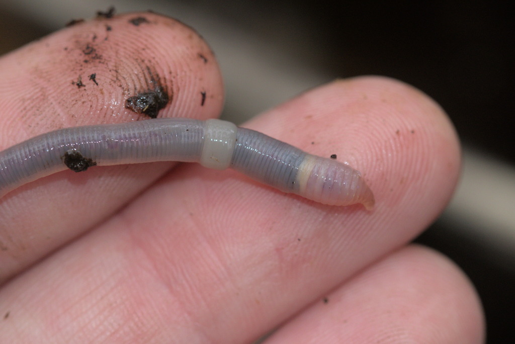 White Worm